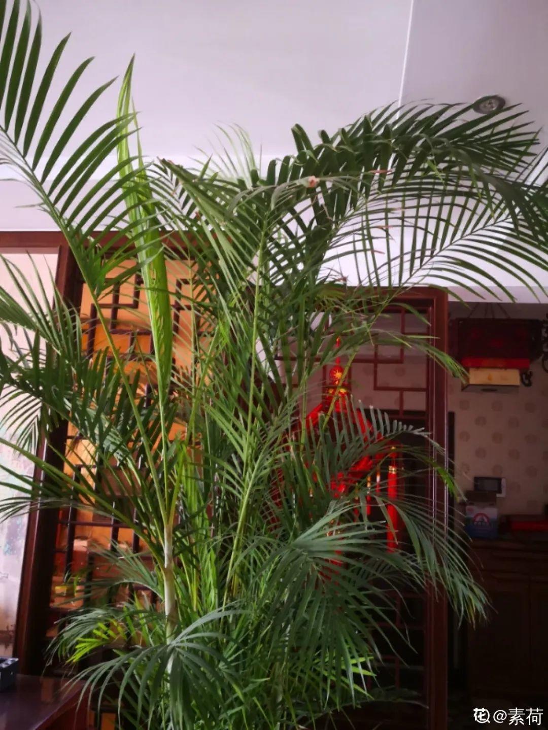 鸭掌木|15种大型绿植,净化空气除异味,摆客厅太气派!