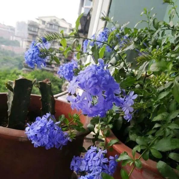 太阳花|适合6月扦插的“3种花”,生根快,长得快,30天开出满盆花