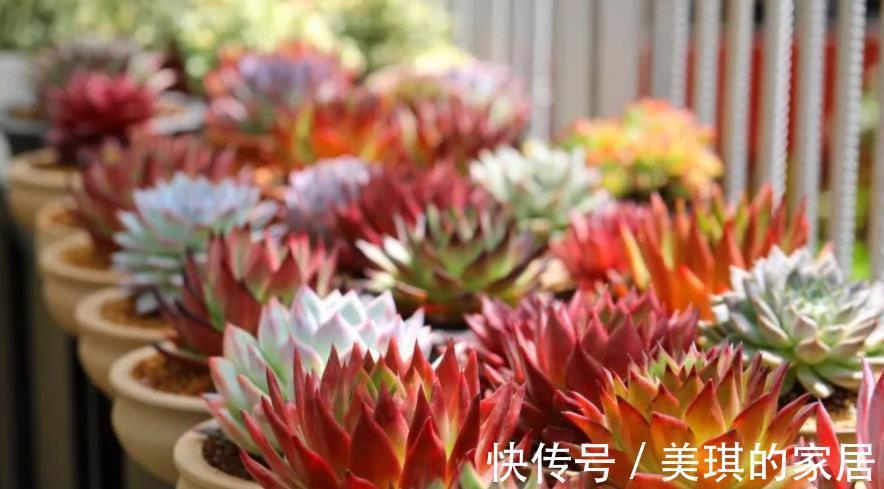 新芽|多肉化水长不好,手把手教你解决,简单有效,轻松养成肉墩子