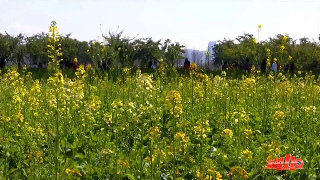 老年|假期余额不足，快去赏花！（附攻略）