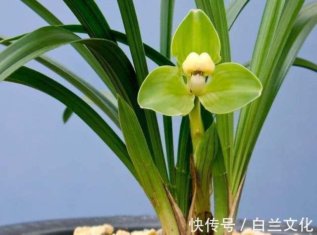 养花知识叫兰不是兰,花却美成仙,看看你家有几盆