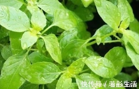野菜|农村常见的一种野菜,具有清热解毒,止痛止血,治疗咳嗽的功能!