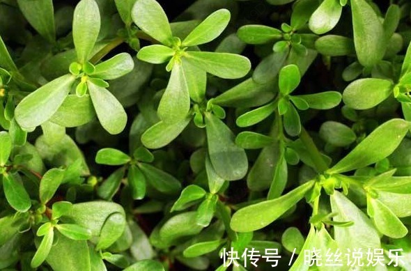 采摘|农村一种野菜，吃起来满口香，现在城里一斤卖二十多块