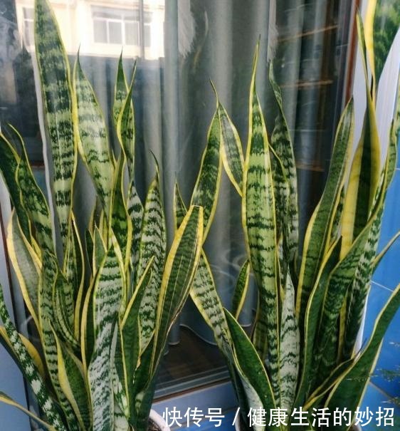 虎皮兰有“四怕”,养它一定要避开,笋芽出的多,开花特别香!