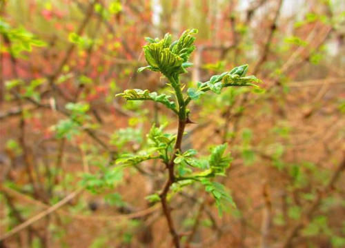 花椒芽|女性不想老太快，推荐3种食物，美白护肤，排毒养颜，延年益寿