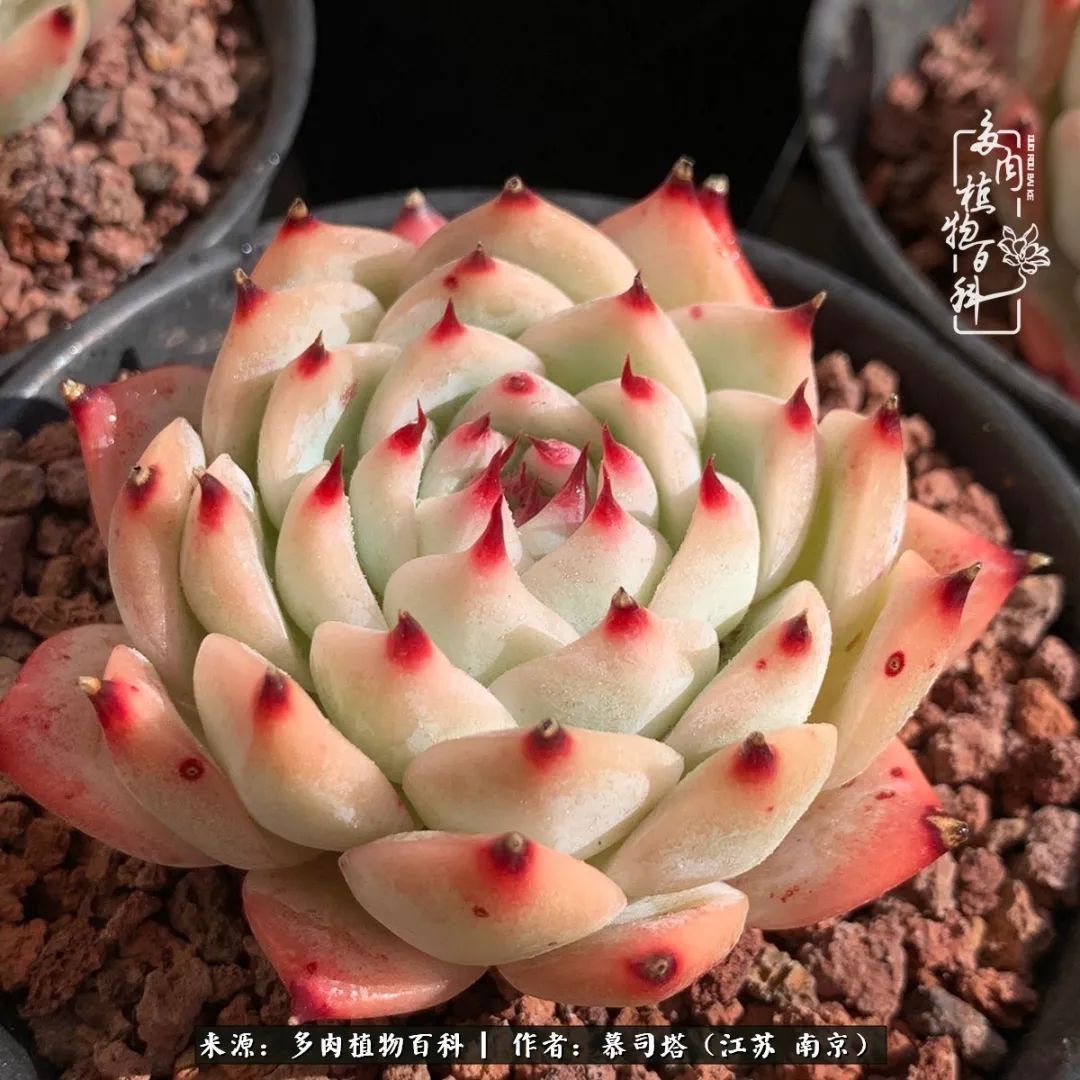 当多肉小白磕上吉娃娃!把自己都要美哭了!