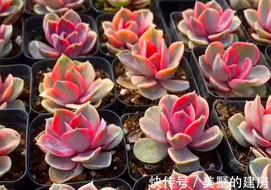 6种多肉热度下降,因为有的品种不好养,很难长成我们想象的样子