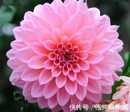 此花颜色多姿多彩,被墨西哥尊为国花,象征着慷慨无私的品质