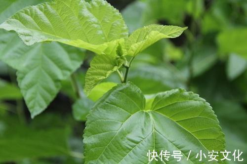 宝贝|乡下以前拿来喂猪,殊不知却是一种宝贝,除了减肥还能润肺清燥