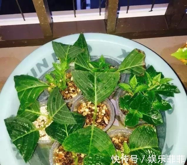 蟹爪兰|悄悄告诉你,此5种花,掐个叶就生根,懒人都能养开花!
