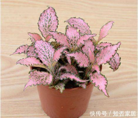 几款花卉,花色鲜艳稠密,幽香浓郁,养在家里超美的