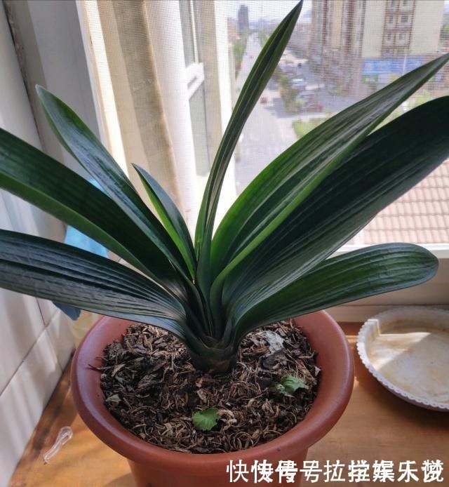 养护|想要君子兰长得好长得快,这4点一定要做足“功课”,不然长不好!