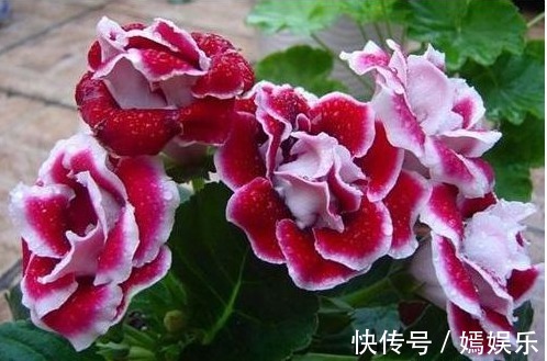 一片叶子养了十几盆,叶子翠绿花儿姹紫嫣红,美丽动人