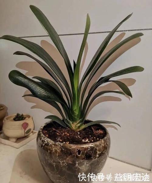 土壤|养花土里掺点它,碱性变酸性,花卉叶子呼呼长!