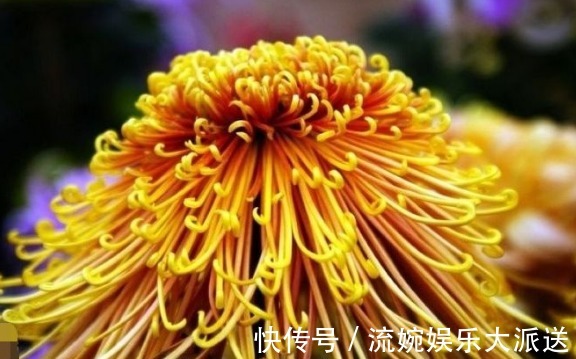 菊花|喜欢菊花,不要错过“3种”金菊,金光灿灿,艳压群芳,高贵优雅