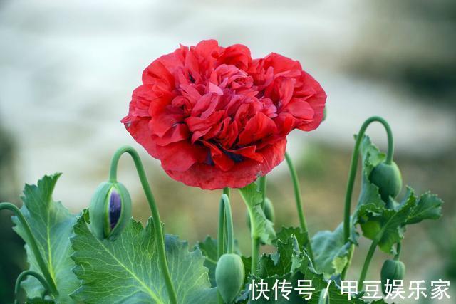 被古埃及称为神花,在欧洲象征着和平之意,在中国却是非法植物