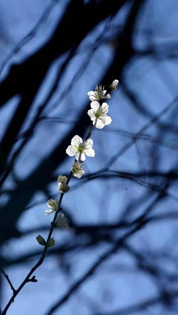 妈妈|探春｜花都开了，陪妈妈出去走走吧