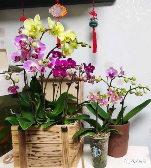 养花全靠“捡”，出门遇见这些东西捡回家，都是养花的宝贝！