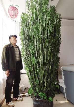 量天尺|能长到2米的一种花，养在家里寓意好，你认识吗