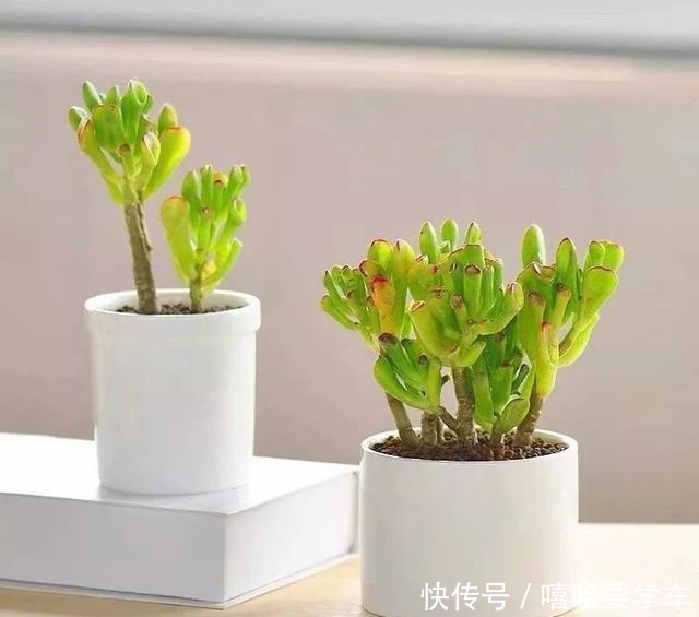 适合过年购买的8种招财植物,好看又吉祥!