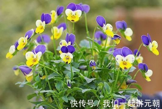 4种花漂亮又好养,花姿妖娆,开花大又香,开出一片花海