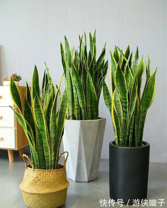 农历10月初5立冬后,养什么花?以下3种花,三春肇始阖家团圆