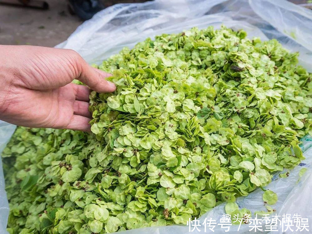 榆钱粥|树上特有野菜,过去当救命粮,如今7元一斤,含钙量是菠菜3倍