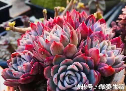 多肉容易摊大饼?教你几个小技巧,重新缀化,憋成群生肉墩子!