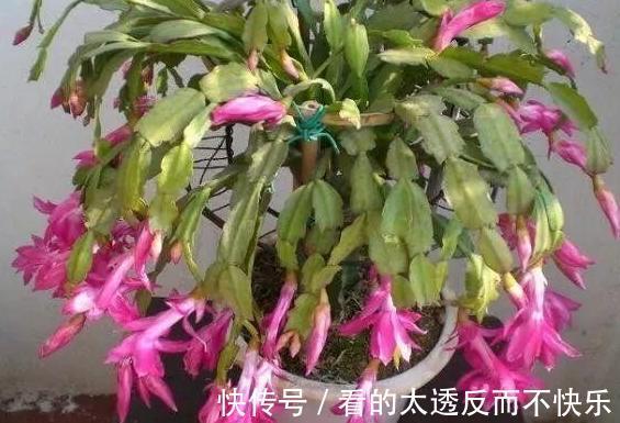 秋季该如何养蟹爪兰确保3点做到位，植株花期不落花、落蕾