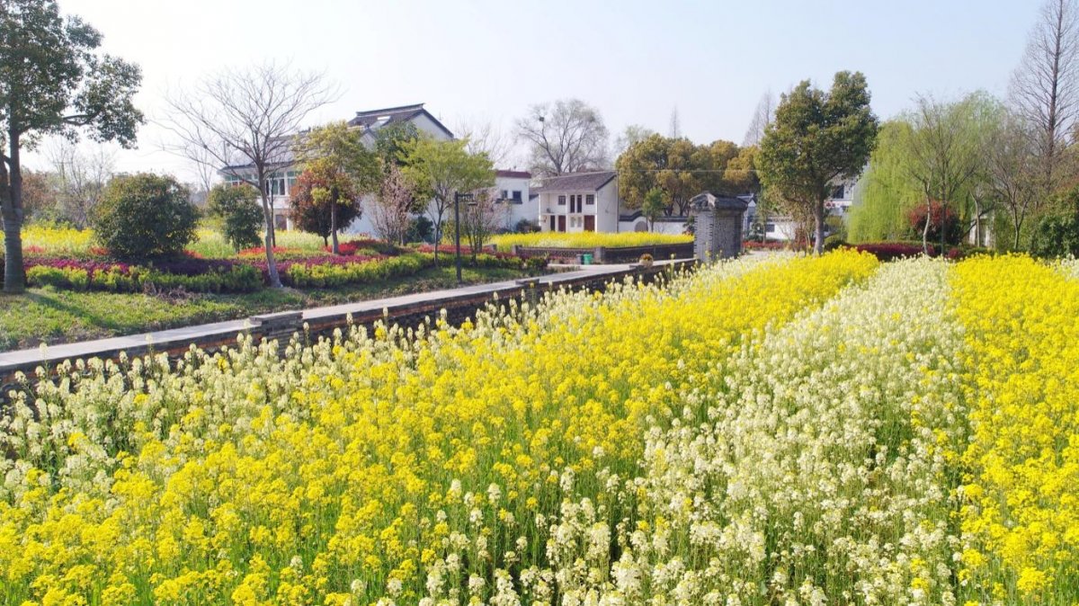 花海|桐乡市河山镇：打造优美花海，助推美丽城镇