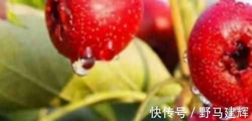 营养|对身体极好的3种食物,营养丰富、延缓衰老,早吃早健康!