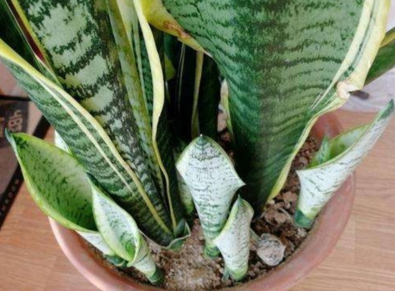 养殖虎皮兰,落实好“2多2少1勤”,叶子挺直,侧芽呼呼窜爆盆