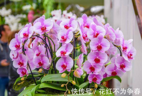 四君子|夏天养此款花卉,不怕冷、不怕热,开花漂亮花期长!