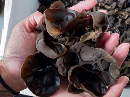 食物相克|一家人吃木耳炒蒜后食物中毒,出问题的是蒜还是木耳告诉你答案