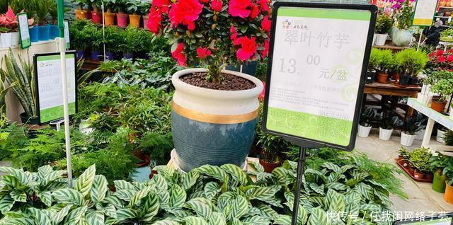 北京开了第一家绿植花卉大超市,就在南三环边上明码标价新鲜实惠