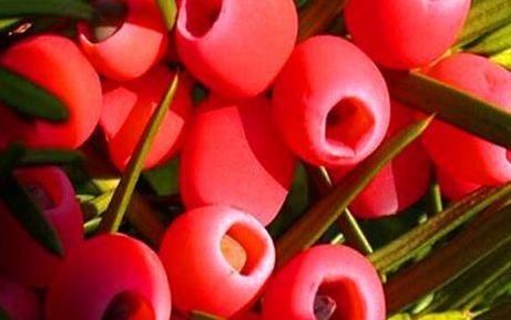 丝瓜|想气色变好,推荐吃的好食物,润肠通便,健脑益智,延缓衰老