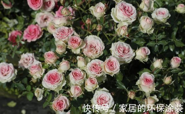 花型|太热了,“粉龙”不开花,用以下月季品种来弥补遗憾,真心不错
