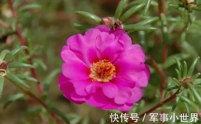 牡丹|太阳花里的“翘楚”，开花如牡丹，生长快速，开花还多