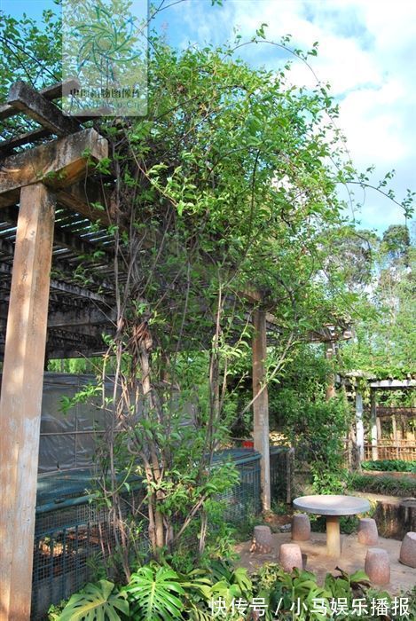 砒霜|山砒霜,见过吗?治类风湿性关节炎、红斑狼疮、银屑病