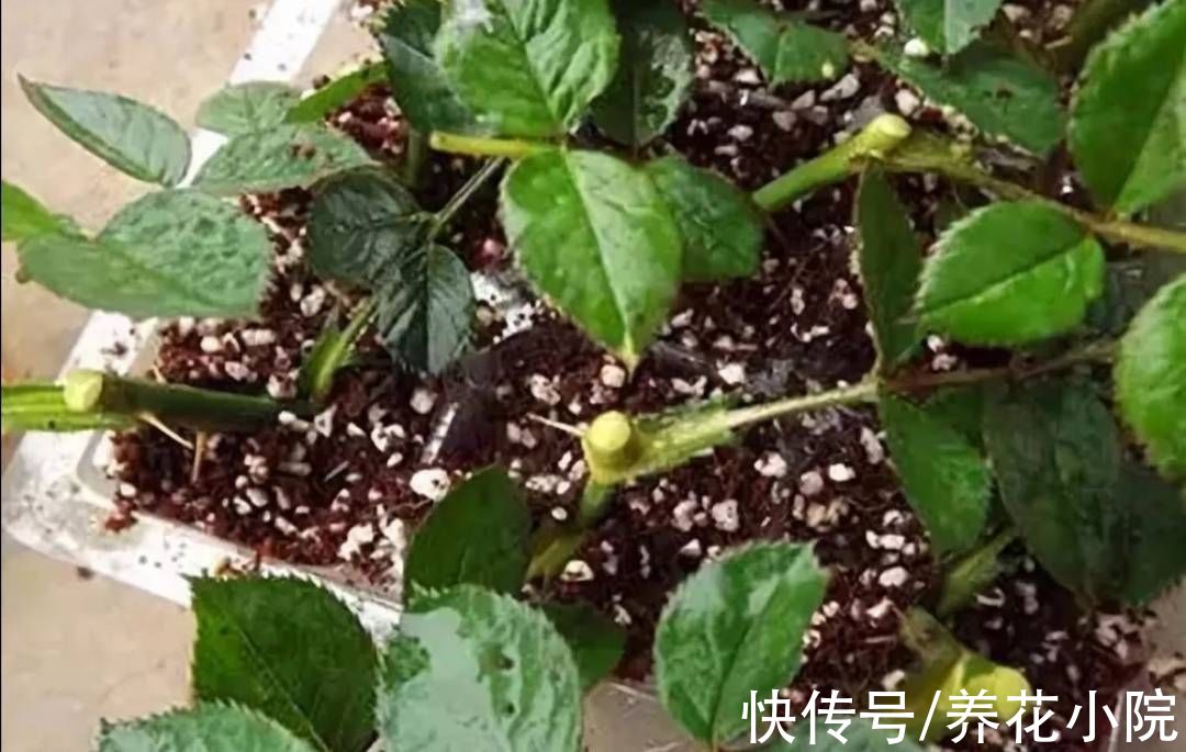 成活率|自制“生根水”,扦插花卉泡一下,生根速度快,成活率高