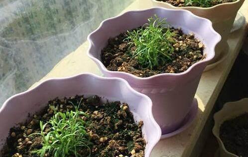 徒长的满天星,跟我这样来做,才能开出花球一样的满天星效果