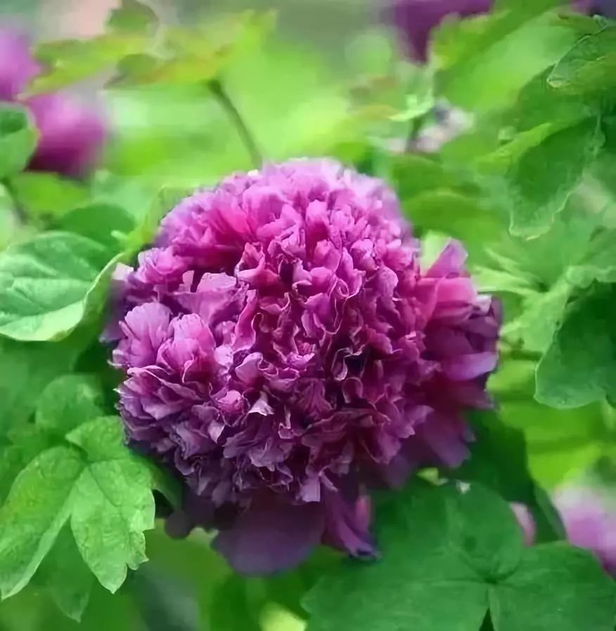 珊瑚台|牡丹盛开！盛况空前，绝对罕见，太美太漂亮了！