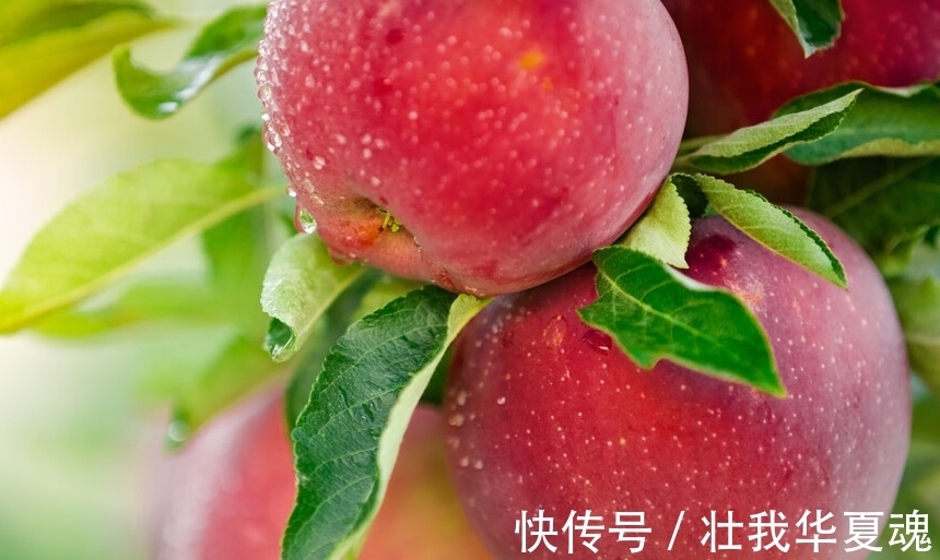 老话:家里养三树,幸福又富足,不是迷信,是过来人的经验