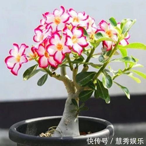 这3种花要“穷养”，盆小水少长得好，爆出侧芽养成老桩盆景