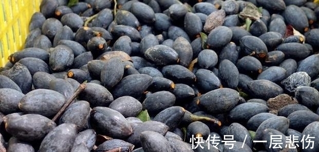 黑橄榄|农村一种果子很稀有,城里人出高价吃不到,能清热解毒消肿止痛