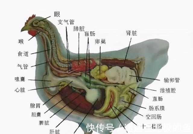 诞生#完美契合!世界上第一对男女如何诞生,为何生理、性格相互适应?