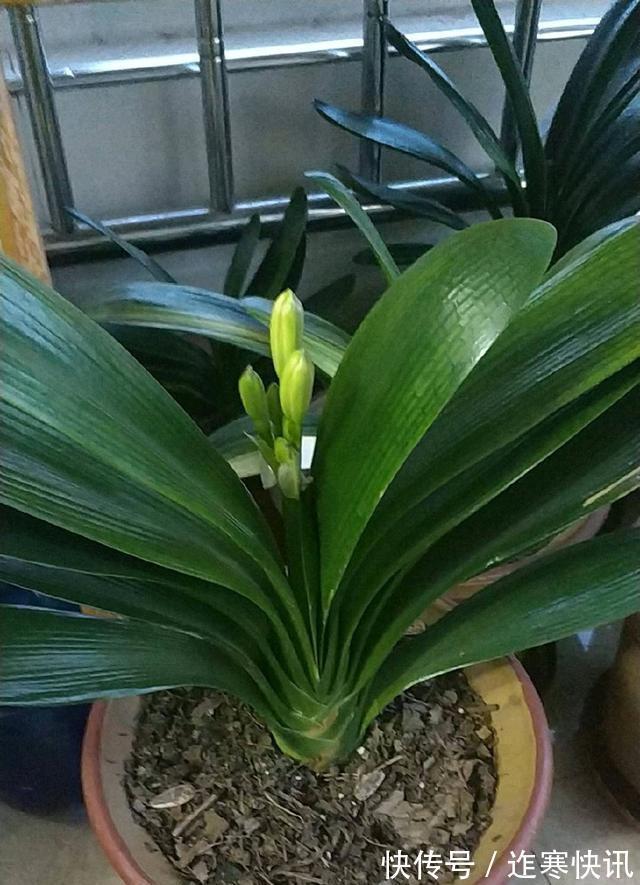 技巧|君子兰浇水4要点,掌握君子兰四季浇水技巧,开花爆盆不难