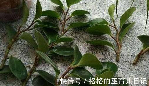 扦插植物不生根,教你6招小技巧,生根快,成活率倍增