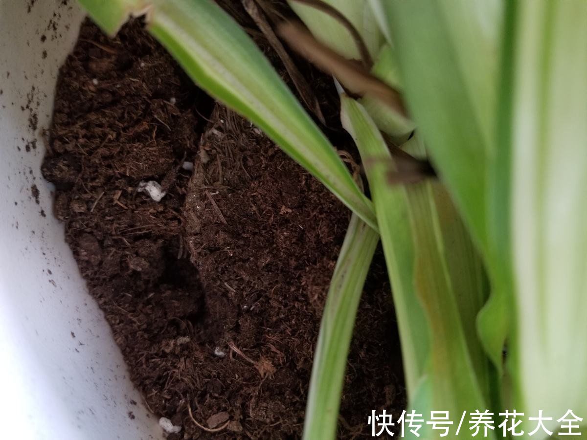 缓盆|为啥明明浇水不多，但植物还是烂根了，看你踩这4个坑了没