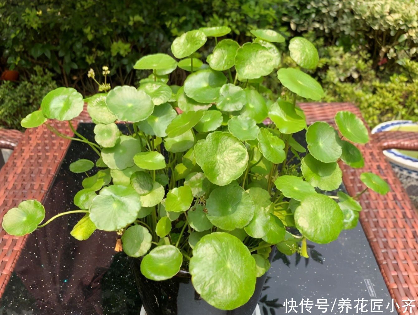 天热|立夏以后养着这5种花，天热不能缺水，否则容易出问题，很难恢复